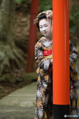 鳥居舞妓