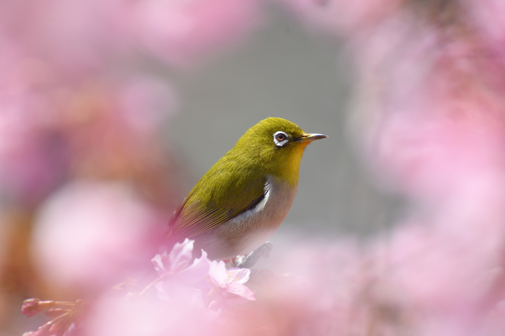 桜に囲まれた