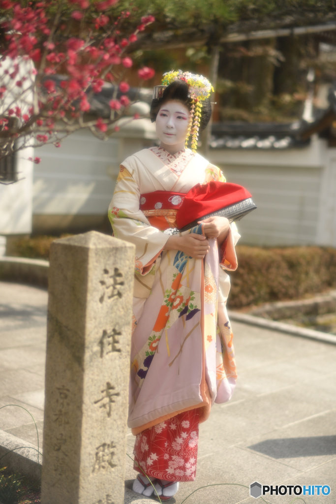 梅。綺麗どす