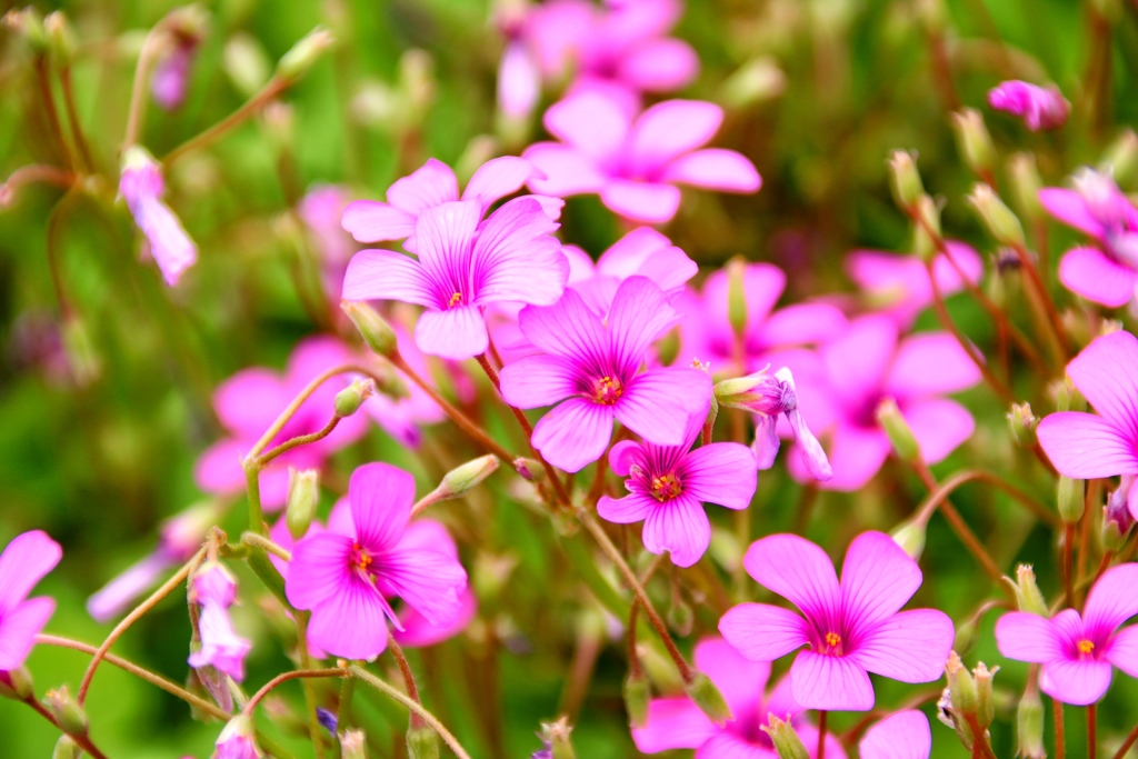 綺麗な花