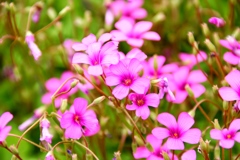 綺麗な花