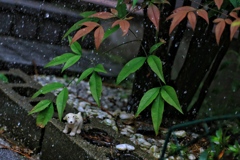 雨宿りするワンちゃん