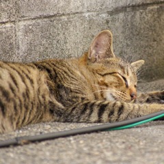日向ぼっこ
