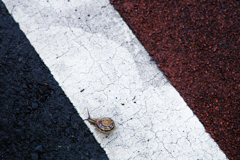 雨上がりの路上