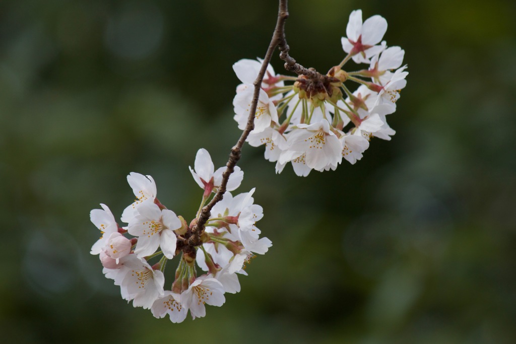 頭上の花畑 I