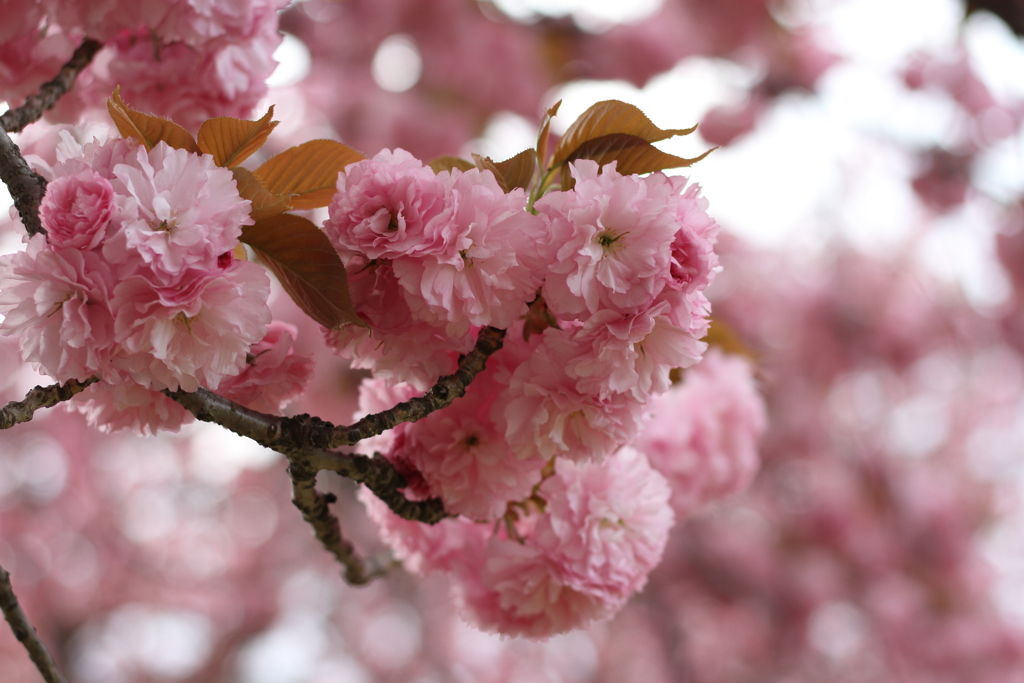 八重桜