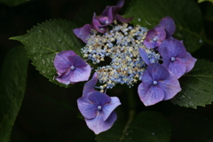 梅雨と紫陽花