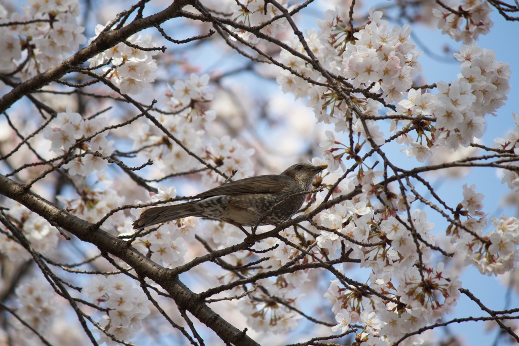 頭上の花畑 III