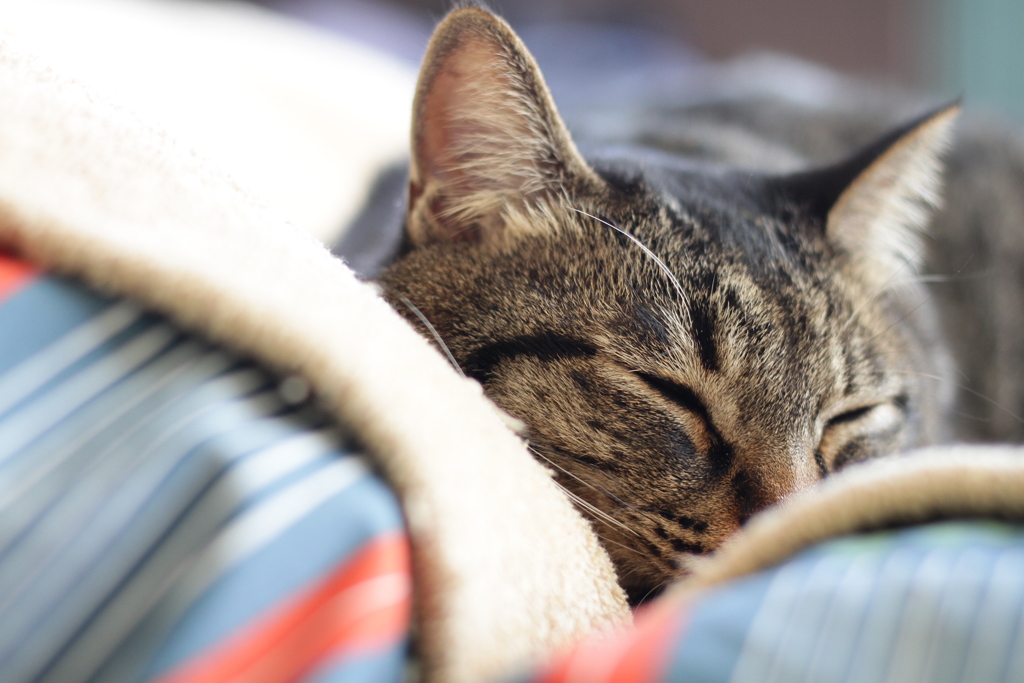 猫の日