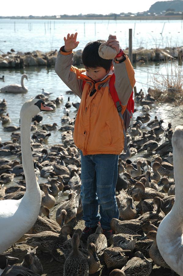 白鳥の湖、踊ってみようかな