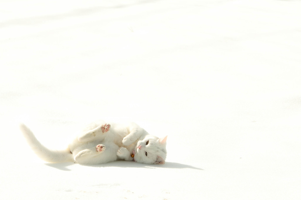 雪とたわむれる雪