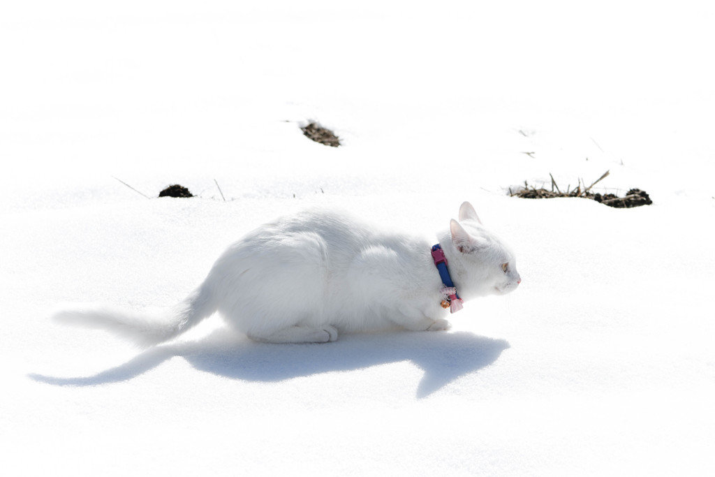 雪のシルエット