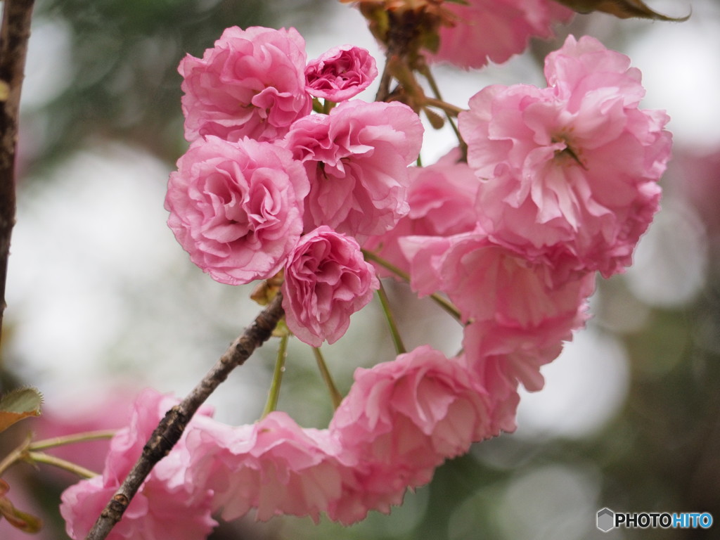庭の桜