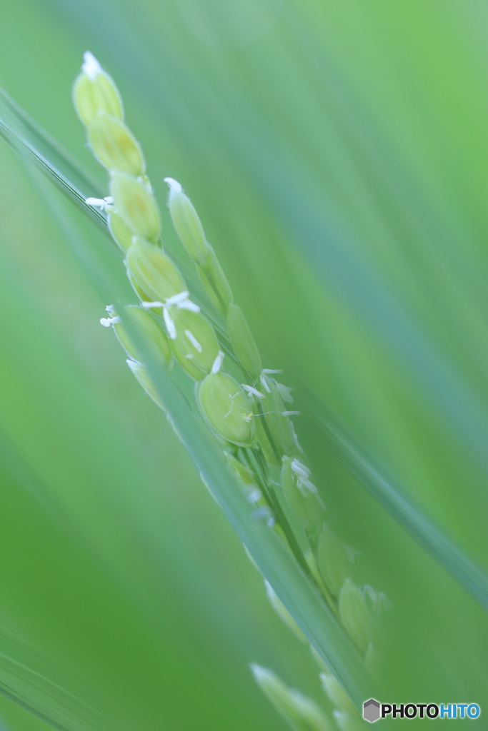 稲の花
