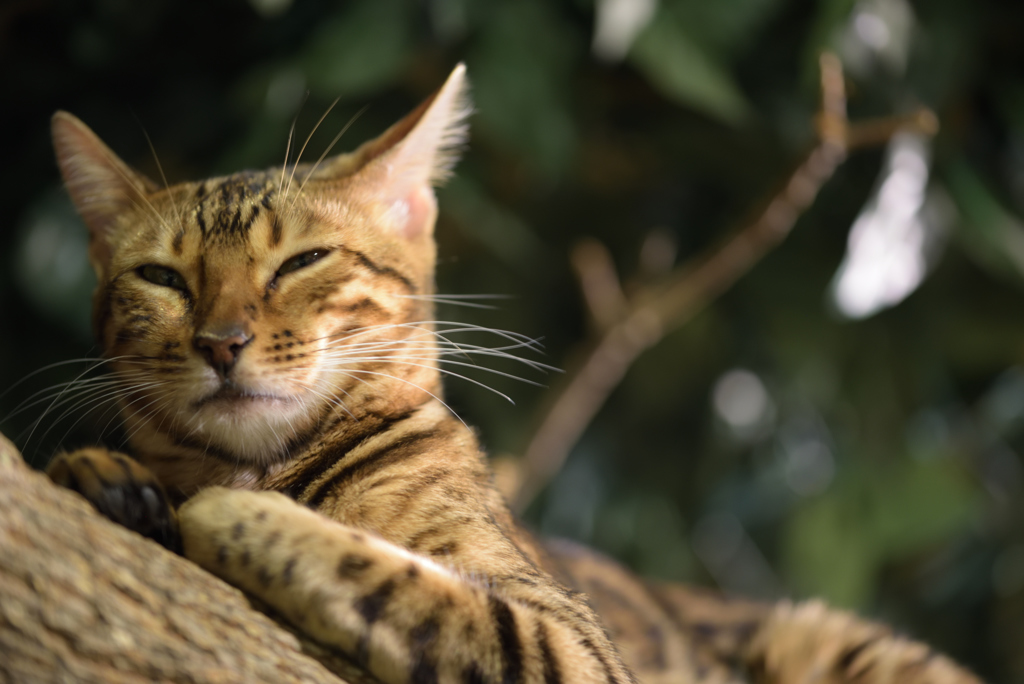 嵐山ひょう猫の森