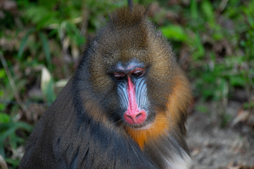 マンドリル