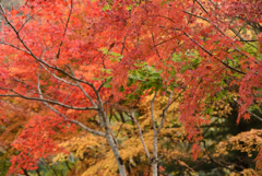 由布院の紅葉