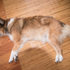 実家の犬　または　目の錯覚