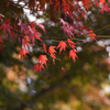 由布院の紅葉