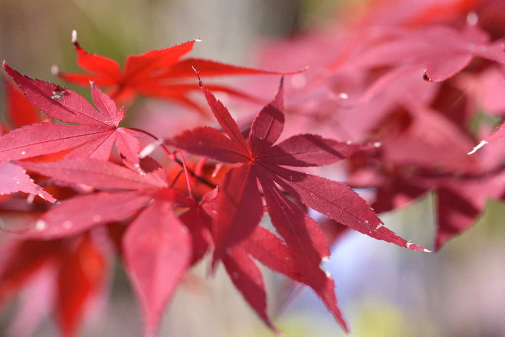 由布院の紅葉