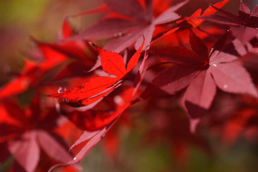 由布院の紅葉