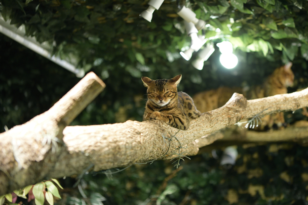 嵐山ひょう猫の森