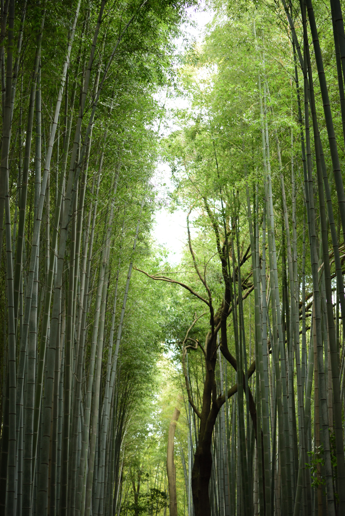 竹の歩道