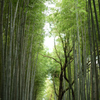 竹の歩道