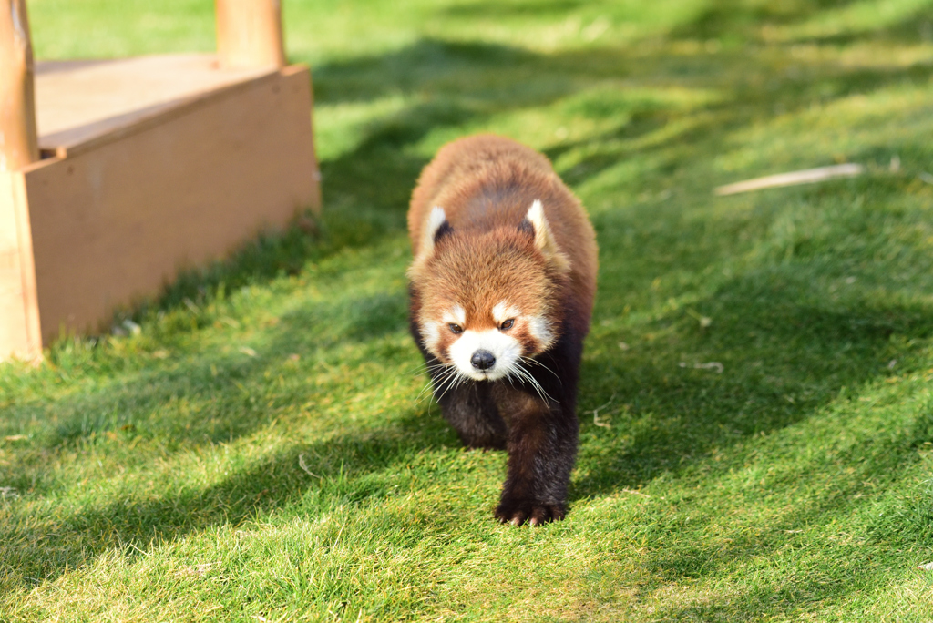 レッサーパンダ