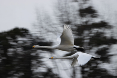 流し撮り練習４