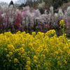 菜の花と花桃