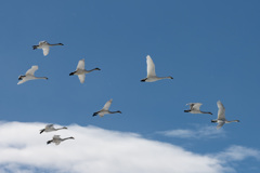 青空の下、編隊通過
