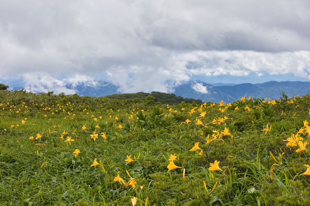 山の花園２