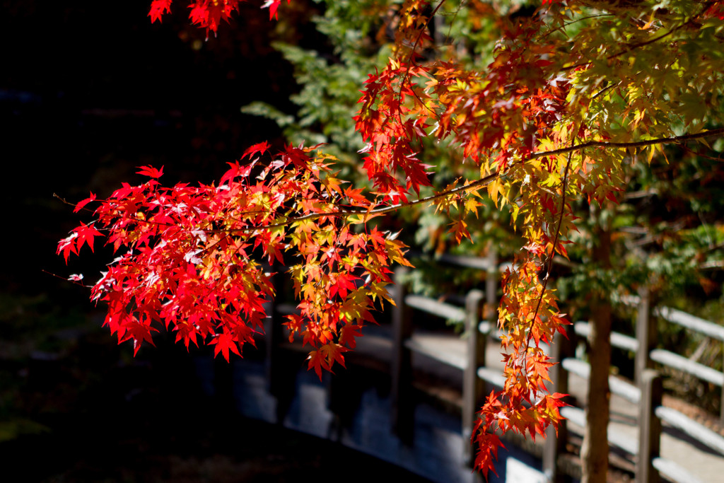 西ウレ峠　紅葉