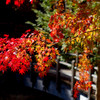 西ウレ峠　紅葉
