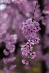枝垂れ桜１