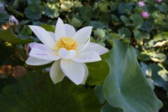 高田城址公園の蓮(白)