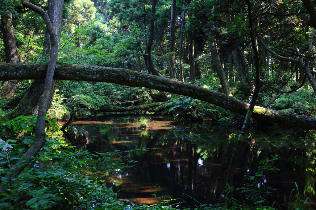 杉澤の澤スギ,湧水の流れ２