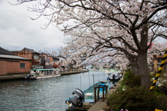 内川の桜