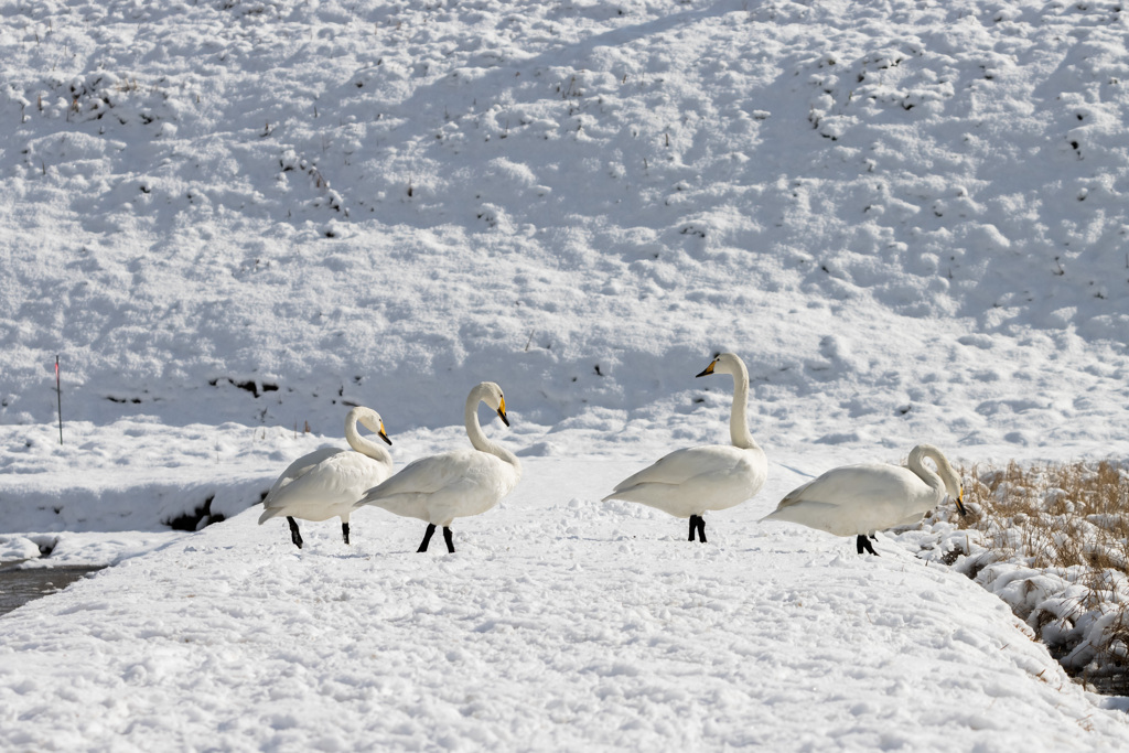 雪景色でも奇麗な白鳥