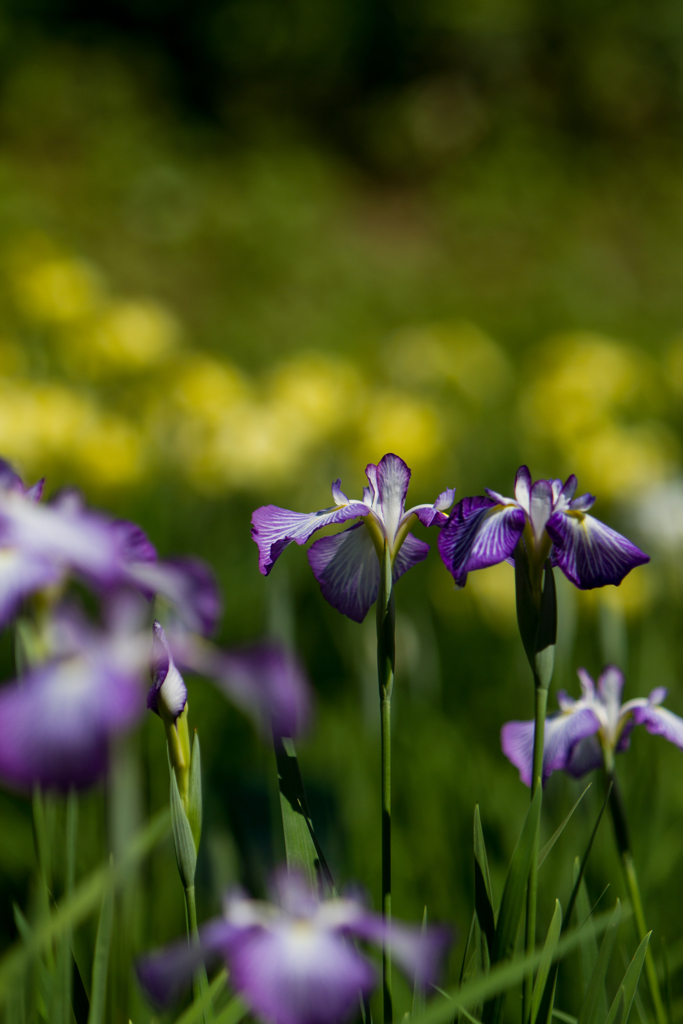 頼成の森 花しょうぶ３
