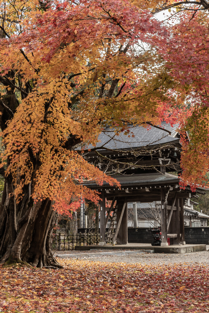 紅葉と鐘楼