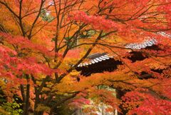 阿弥陀山清水寺の紅葉12