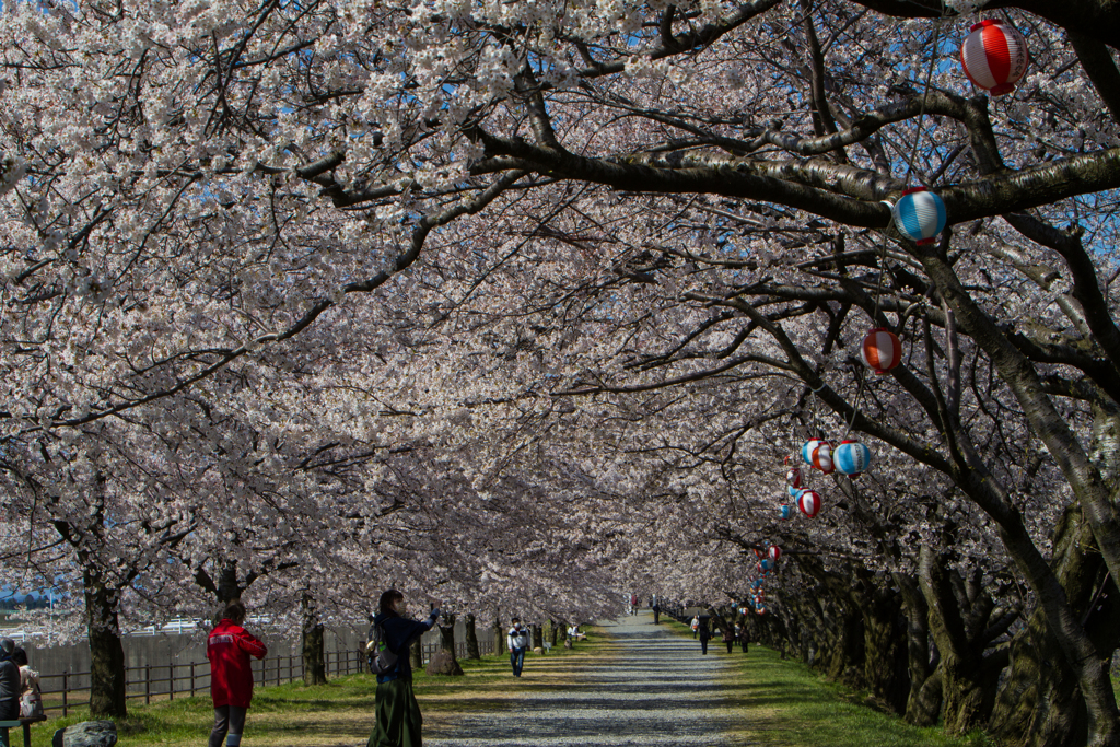 桜のトンネル