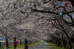 桜のトンネル