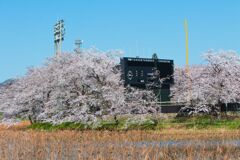 スコアボードと桜