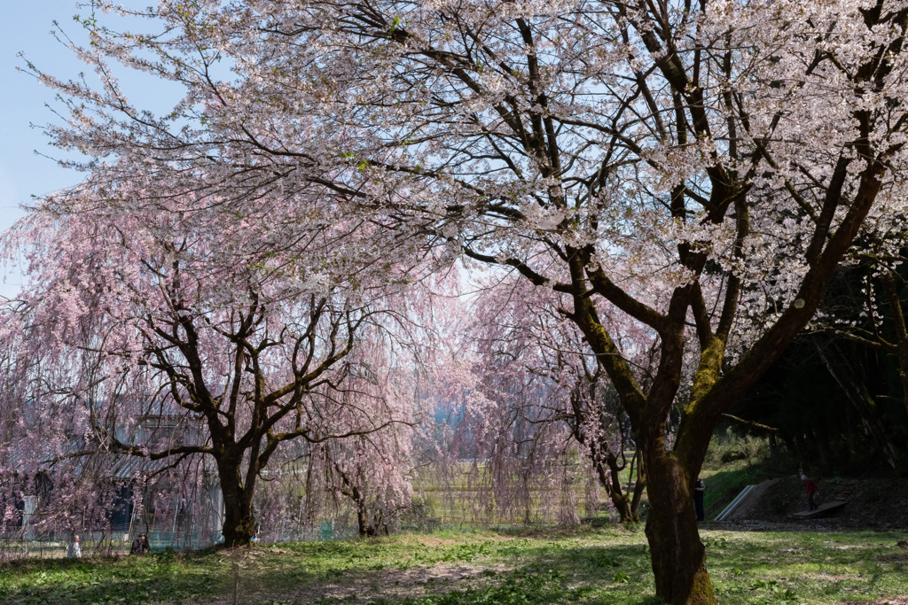 長引野の枝垂れ桜２