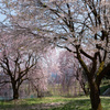 長引野の枝垂れ桜２