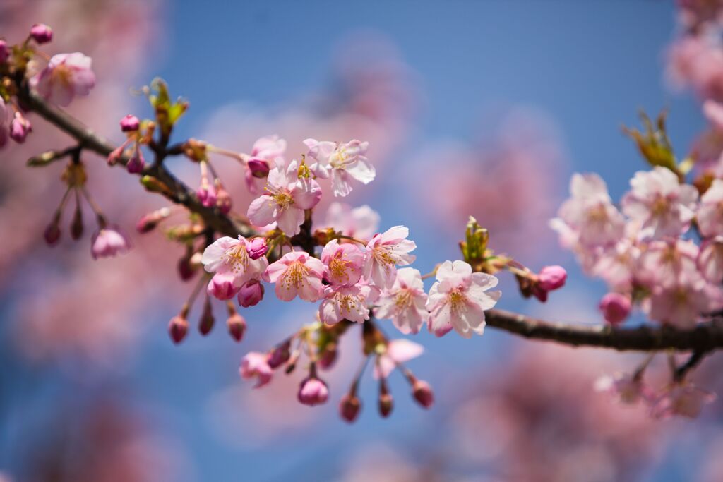 見頃の河津桜