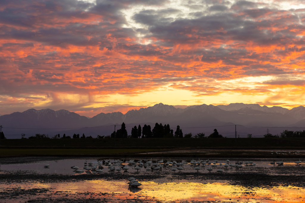 白鳥と朝焼け(二時焼け)